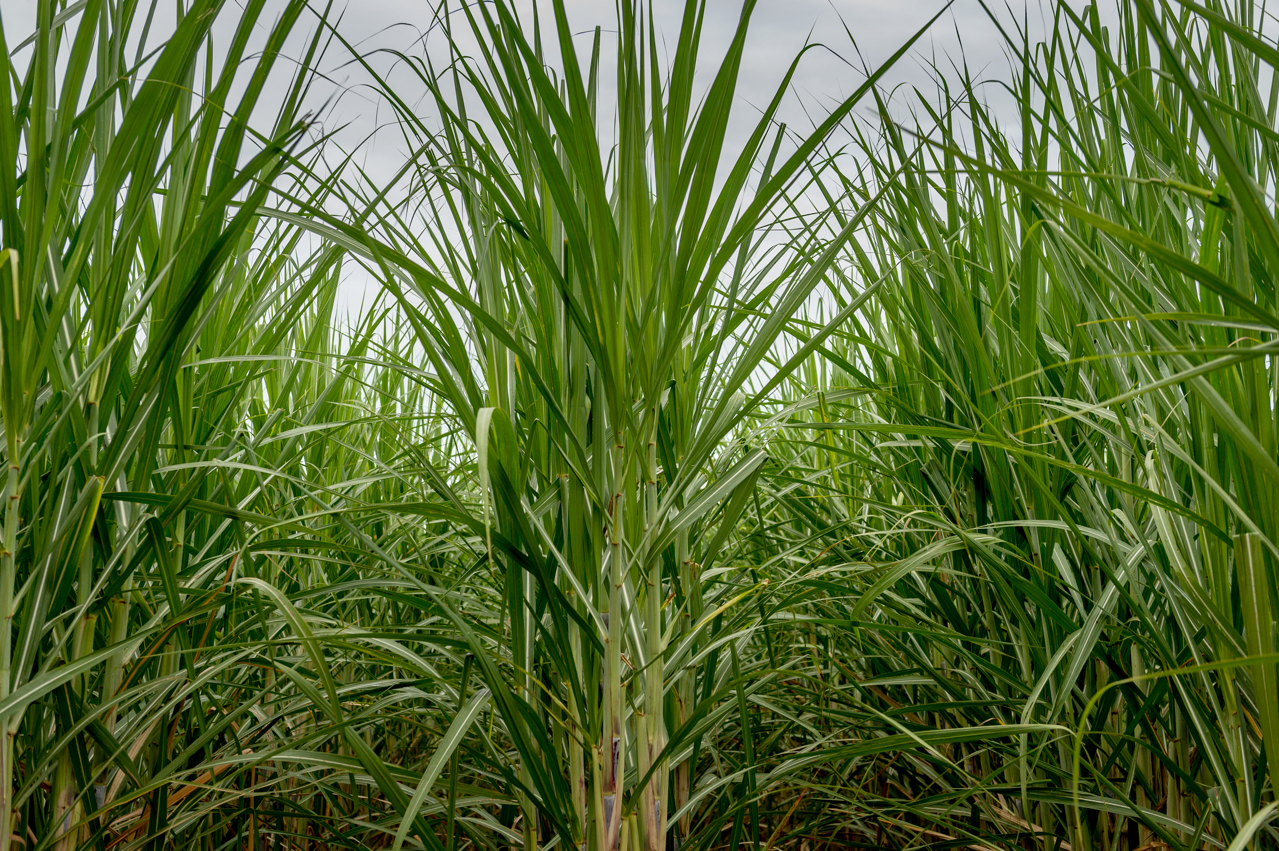 Sugar which comes from processing sugar beet or cane is one of COFCO International’s most traded commodities. Its key origination markets are the world’s main sugar exporters - Brazil, Central America, India, Thailand, EU and Ukraine. Hélène sells sugar to the Black Sea region, Israel, Lebanon and Africa.