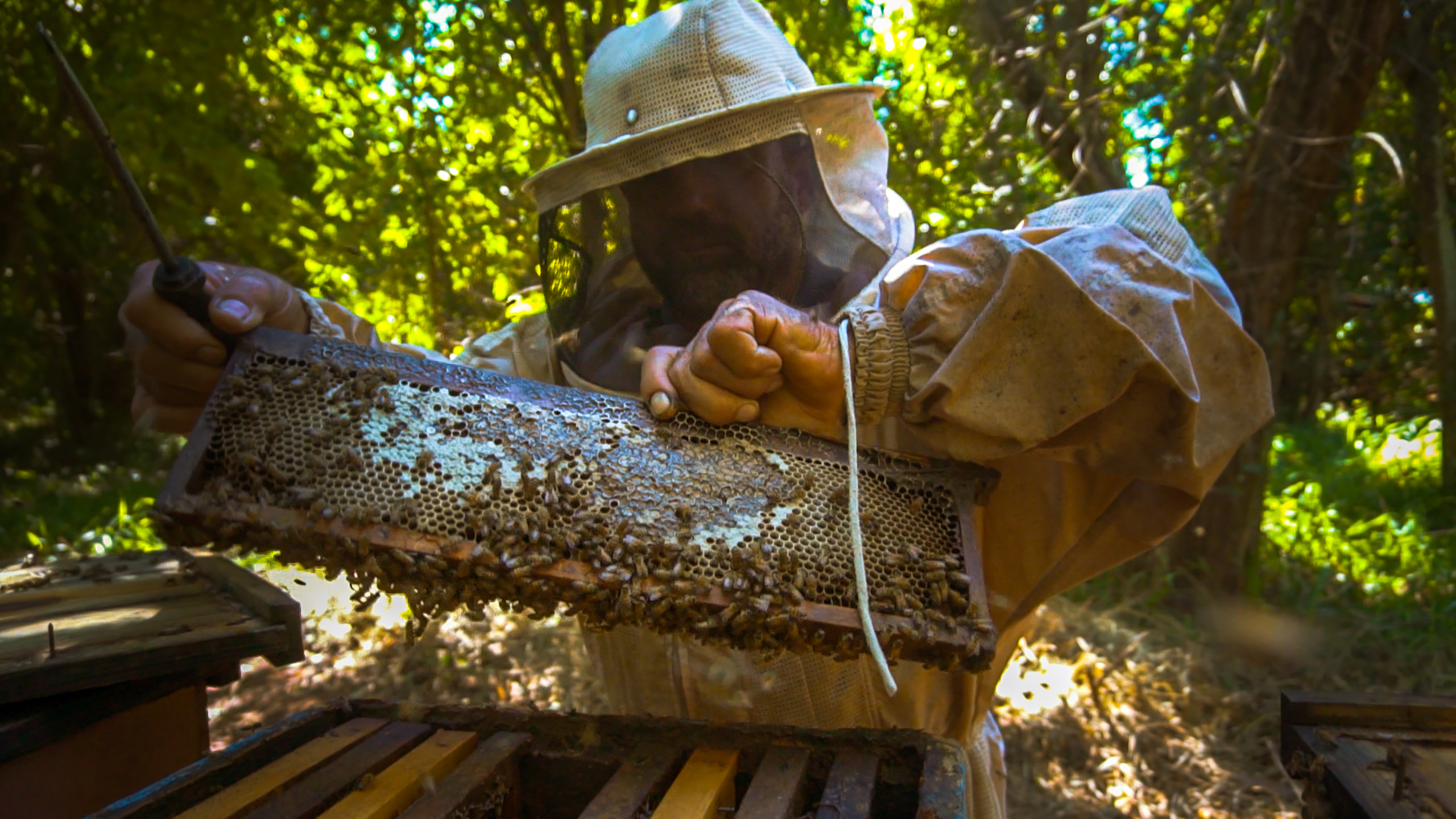 Bees are an important source of income for hundreds of people in the region