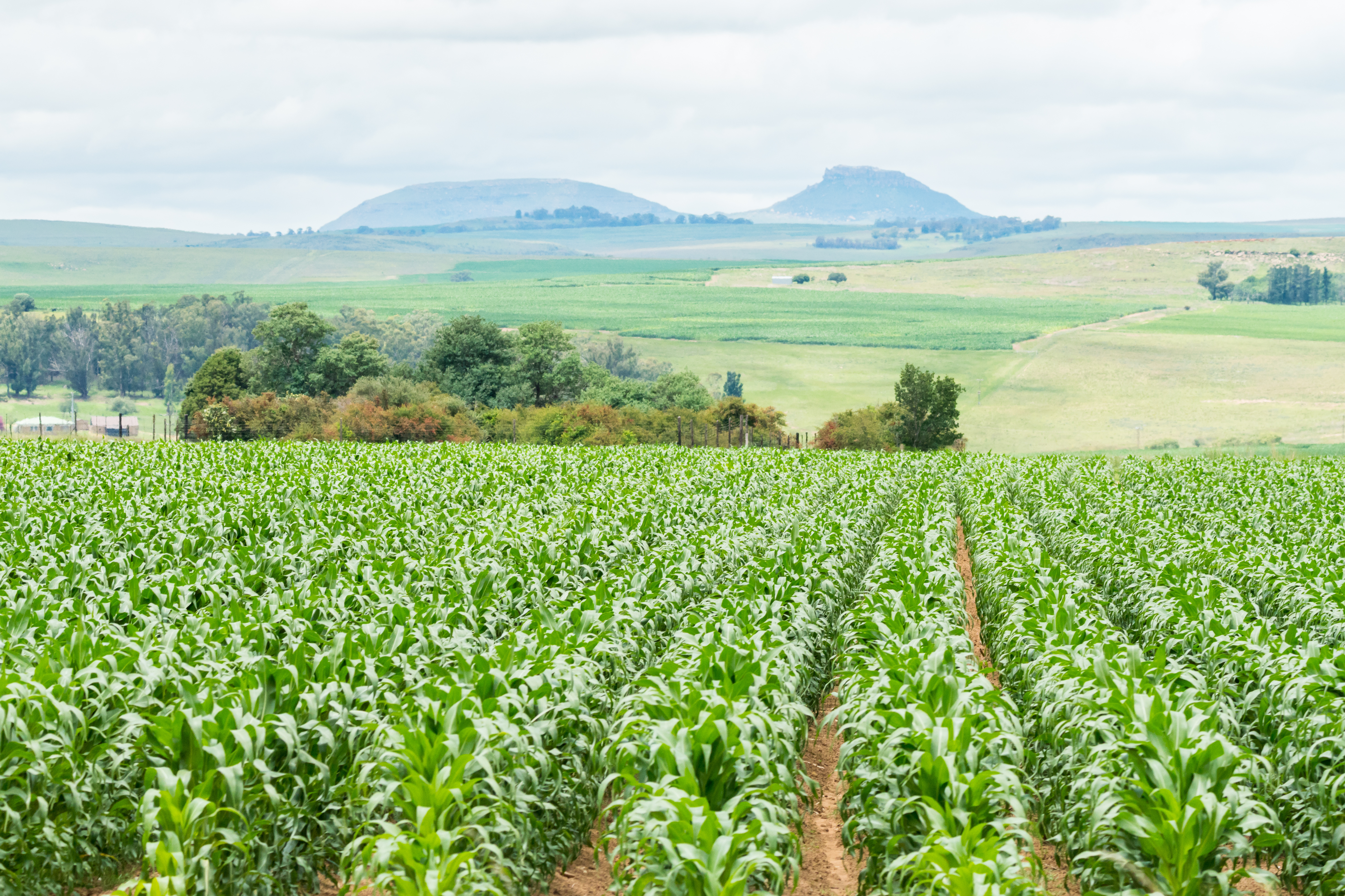 COFCO International has a direct partnership with more than 40 farms around the country which together represent the single biggest crop production unit in South Africa. The cooperation incentivises producers and COFCO International to work together to reduce costs and boost production efficiencies. 
