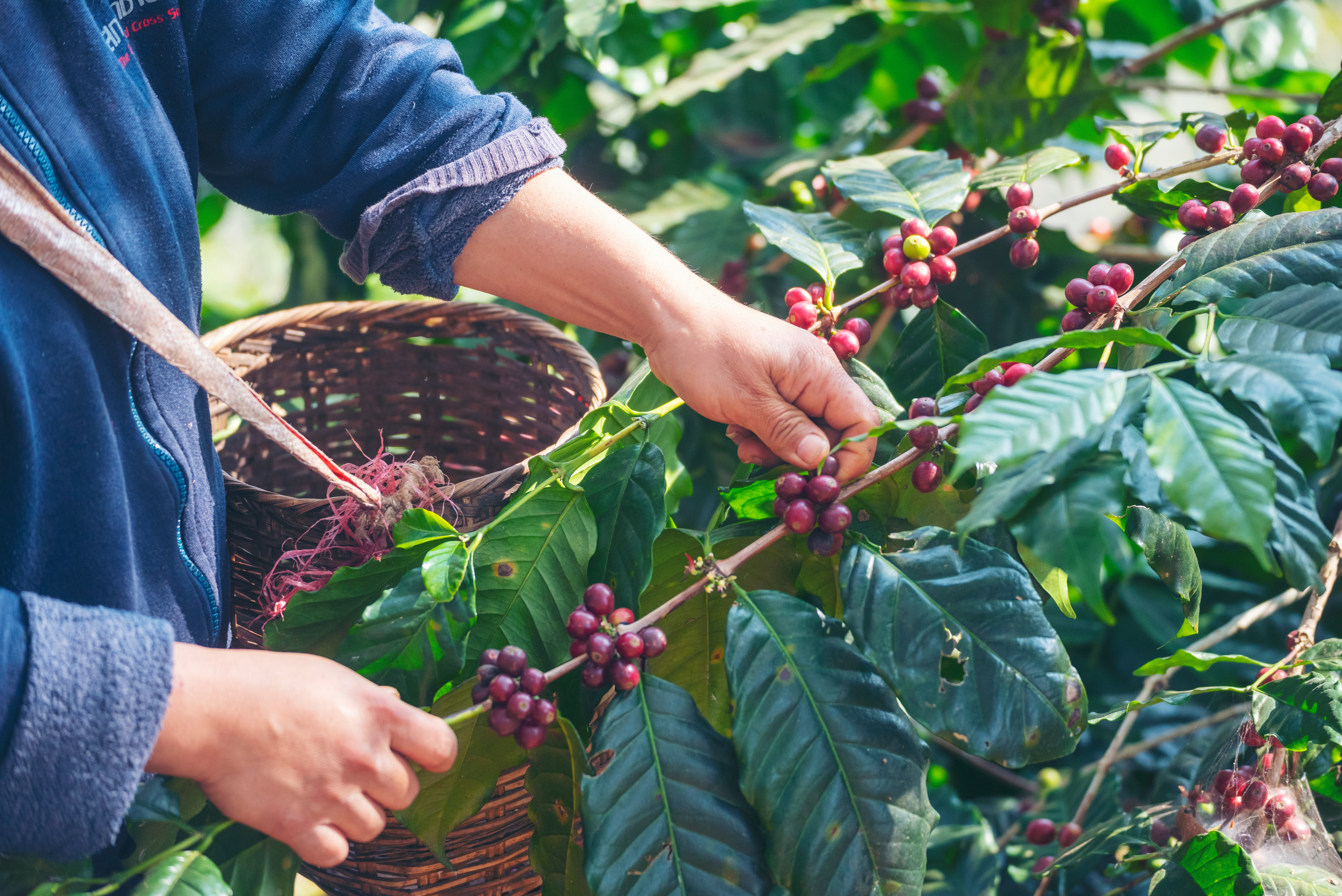 Coffee is one of the world’s most popular drinks, with demand set to rise by 25% by 2030. 